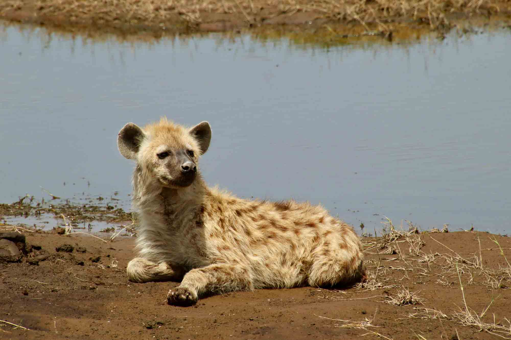 hyena