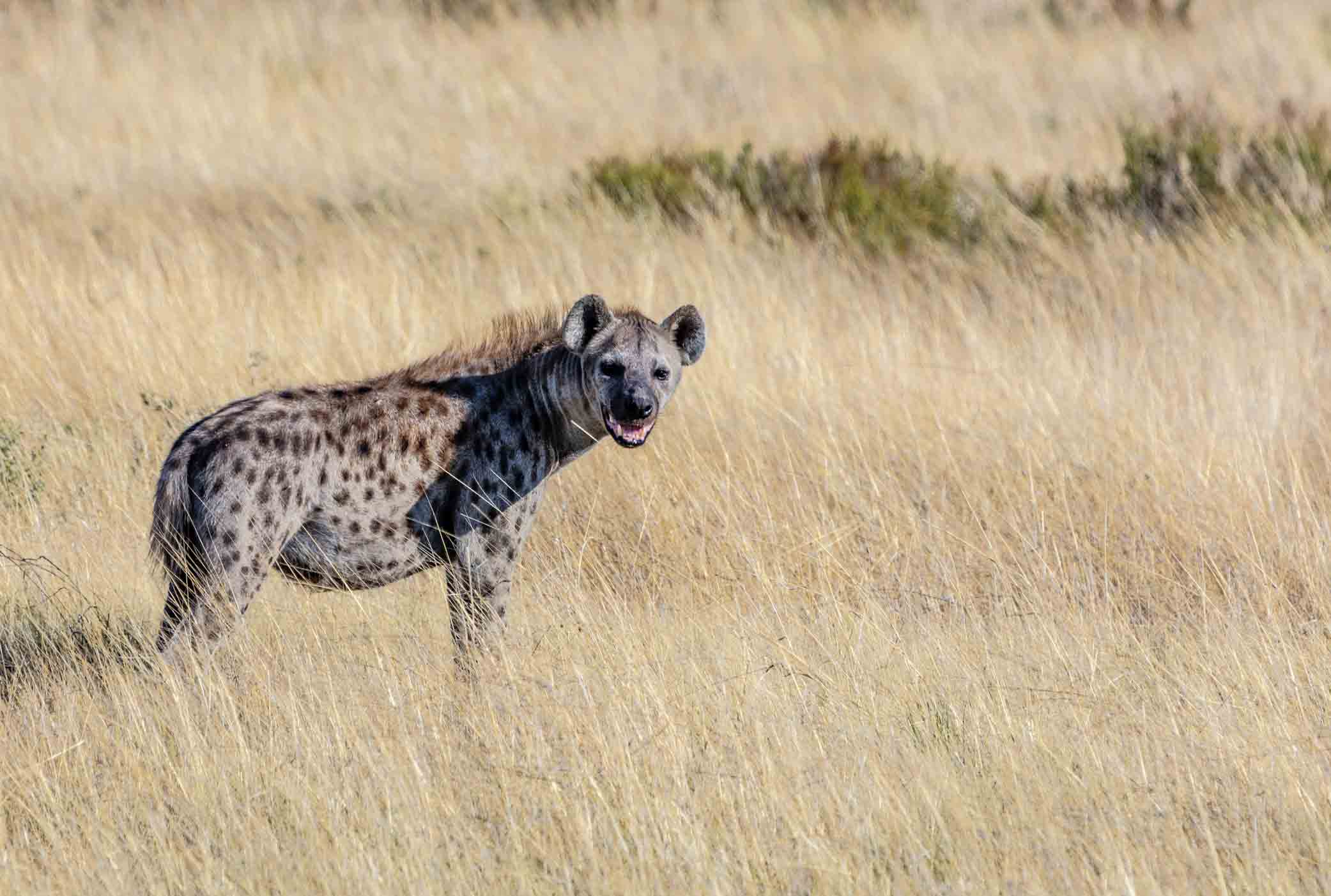 hyena