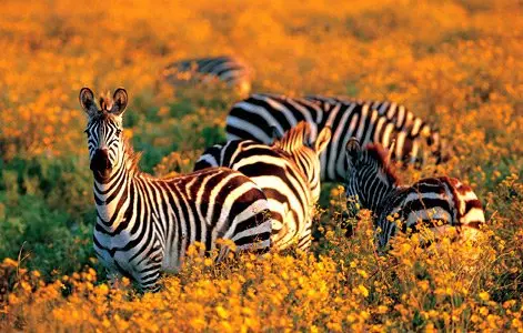 Kitulo National Park