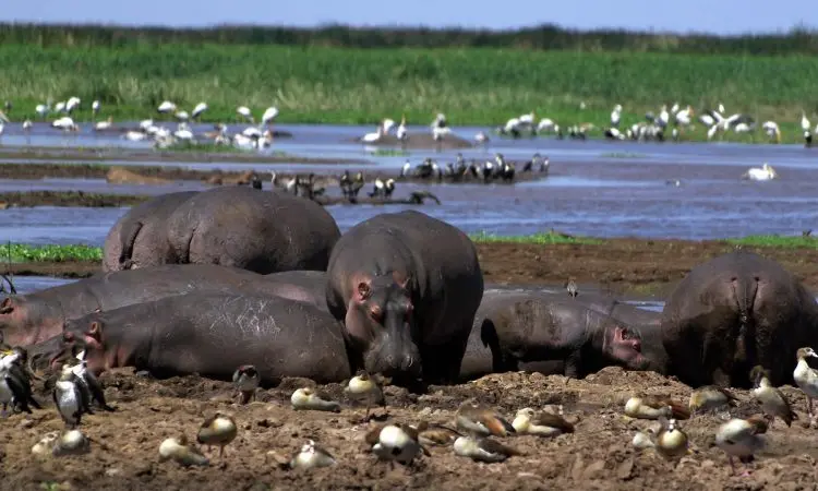 Lake Manyara National Park