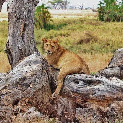 ngorongoro