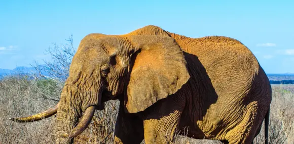 Ruaha National Park