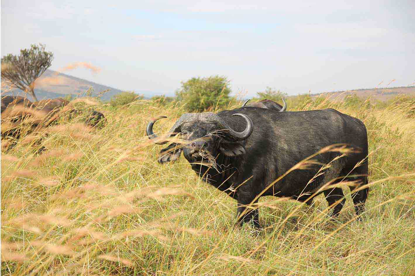 Where to see buffaloes