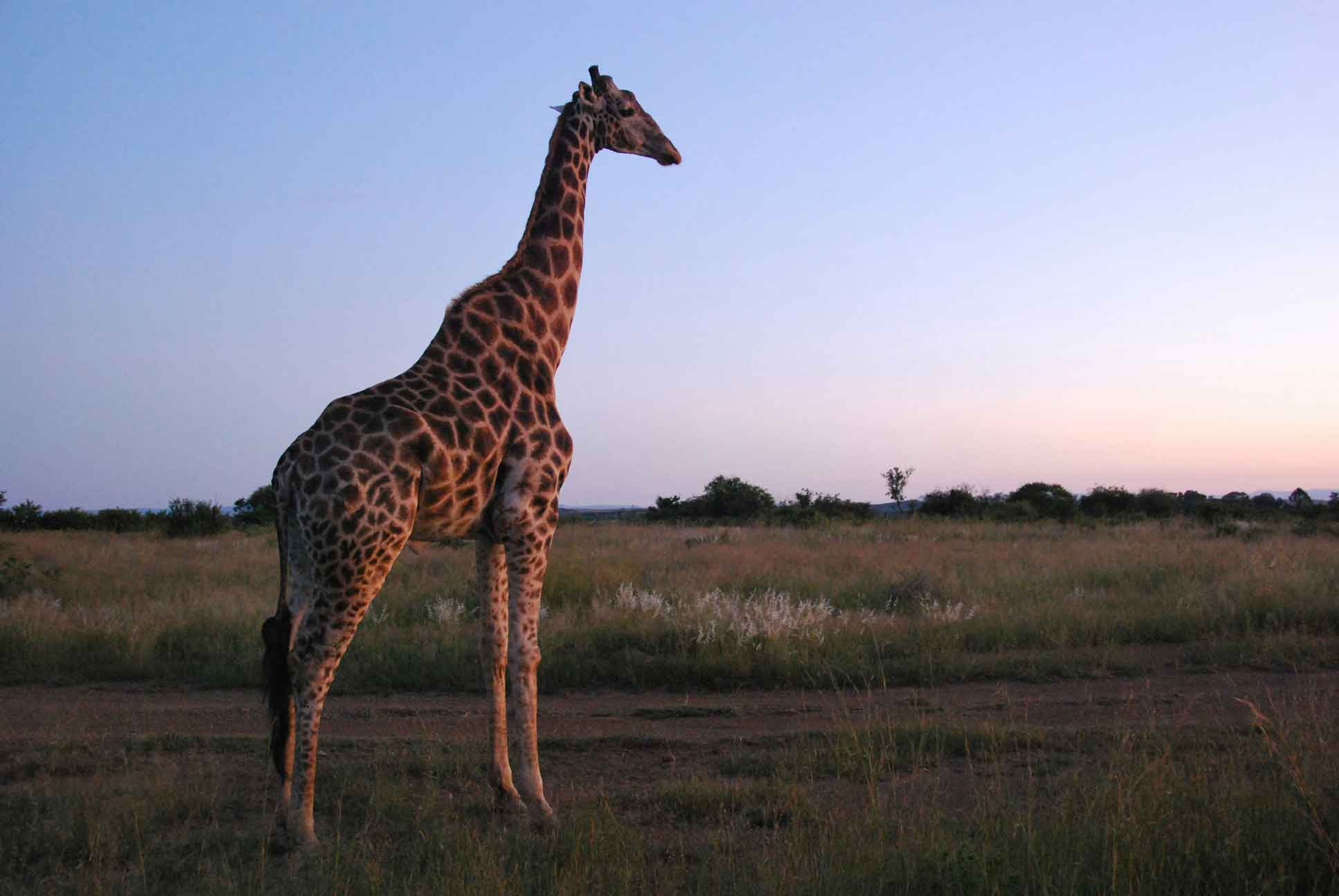 Where to see giraffes