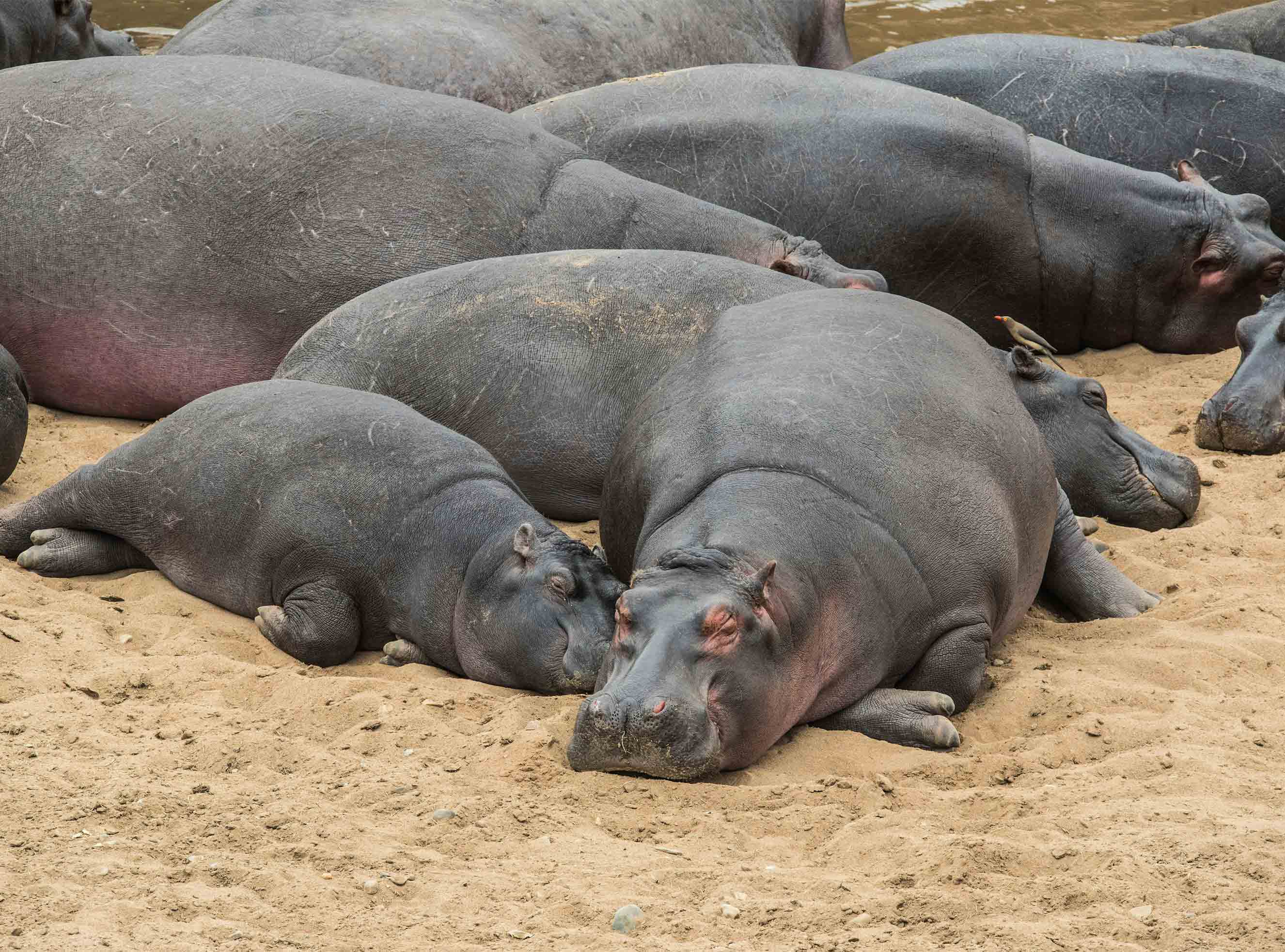 Where to see hippos