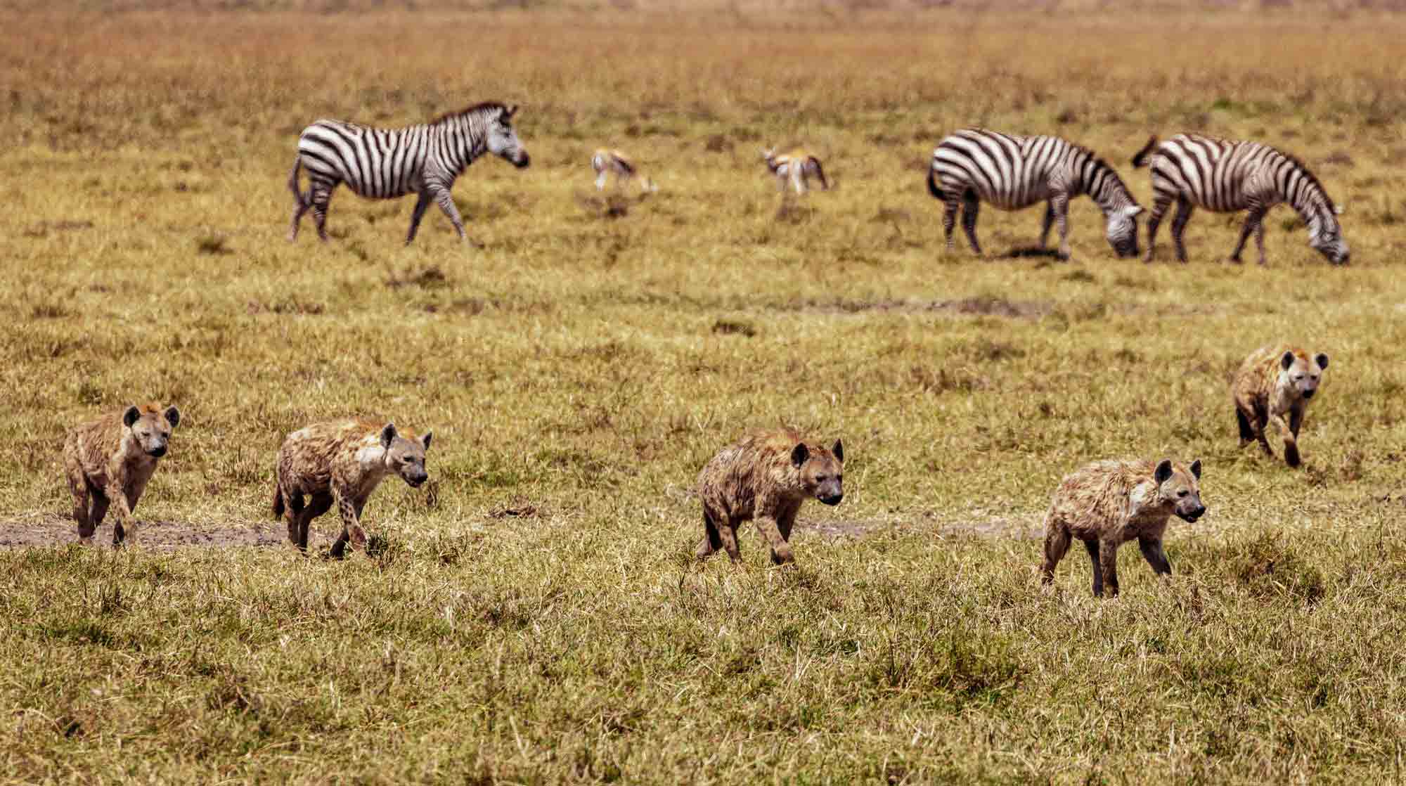 Where to see hyenas