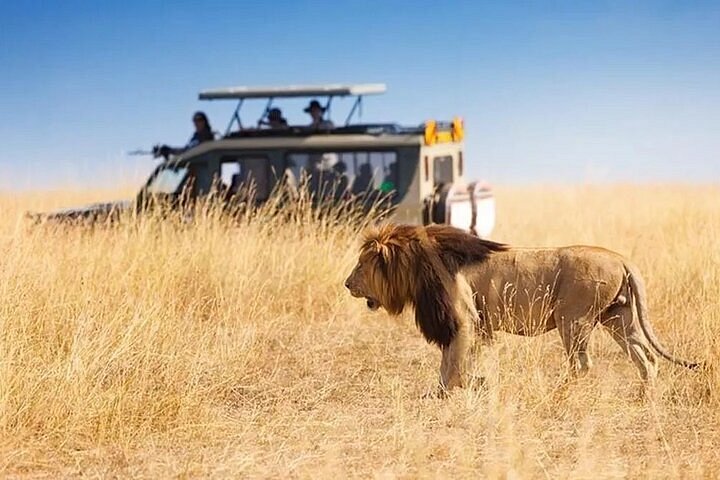 Where to see lions