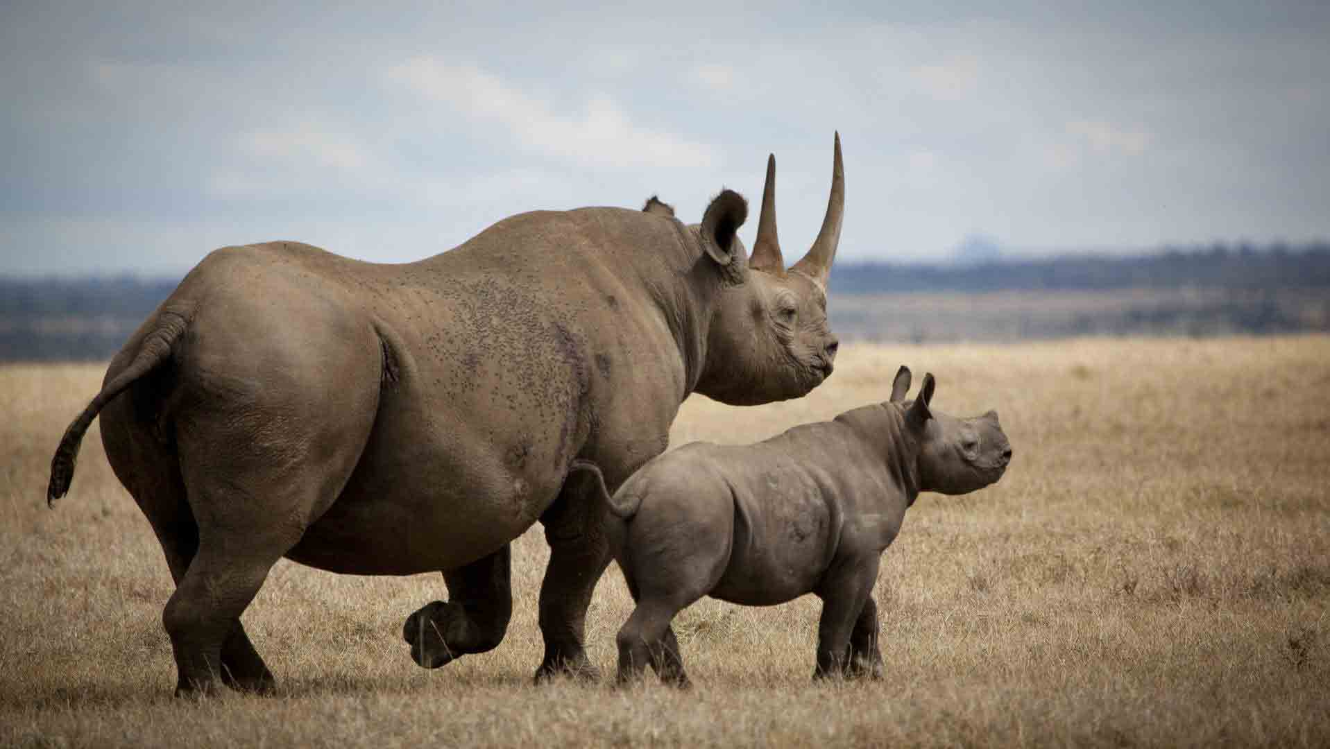 Where to see rhinos