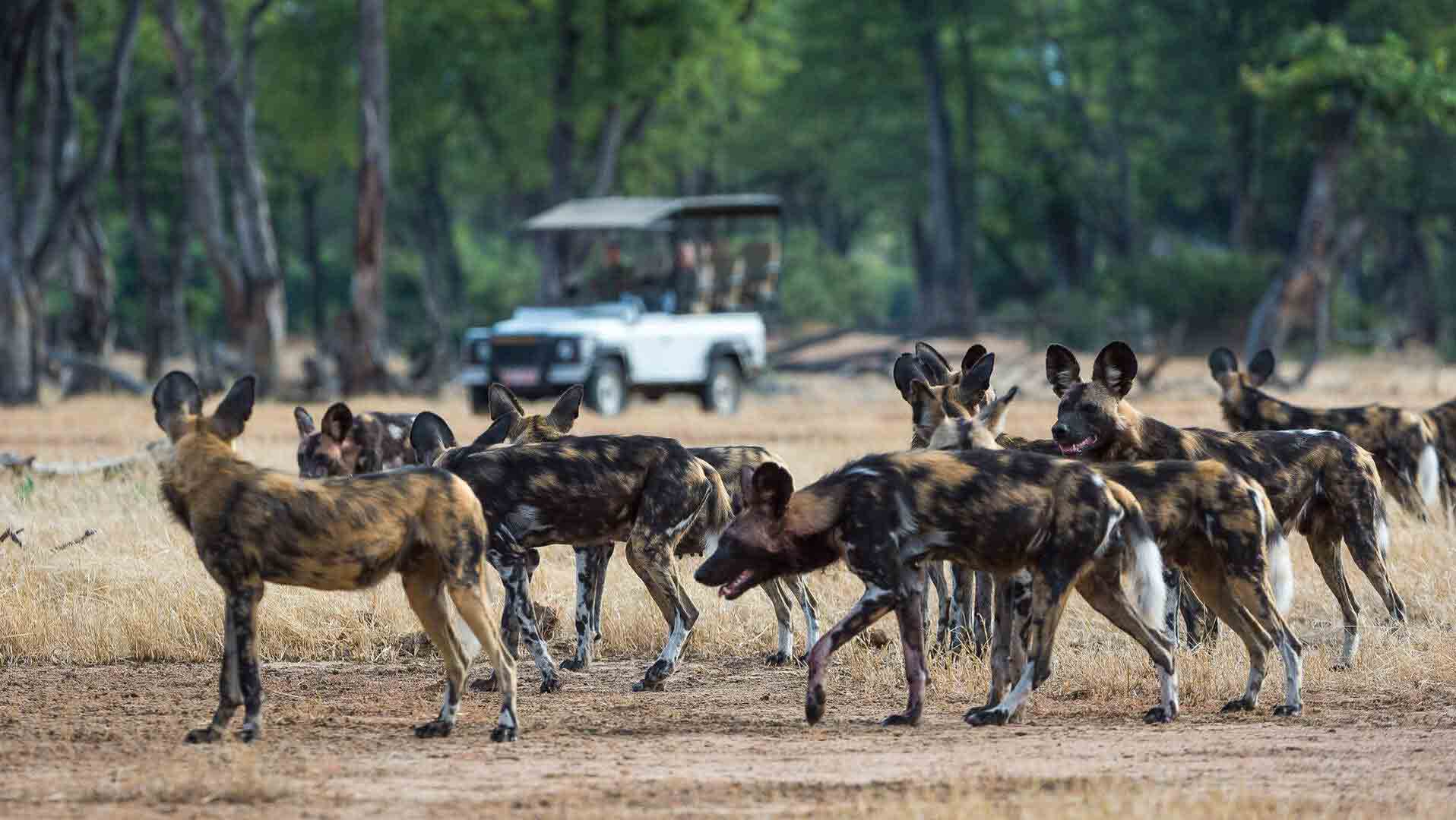 Where to see wild dogs