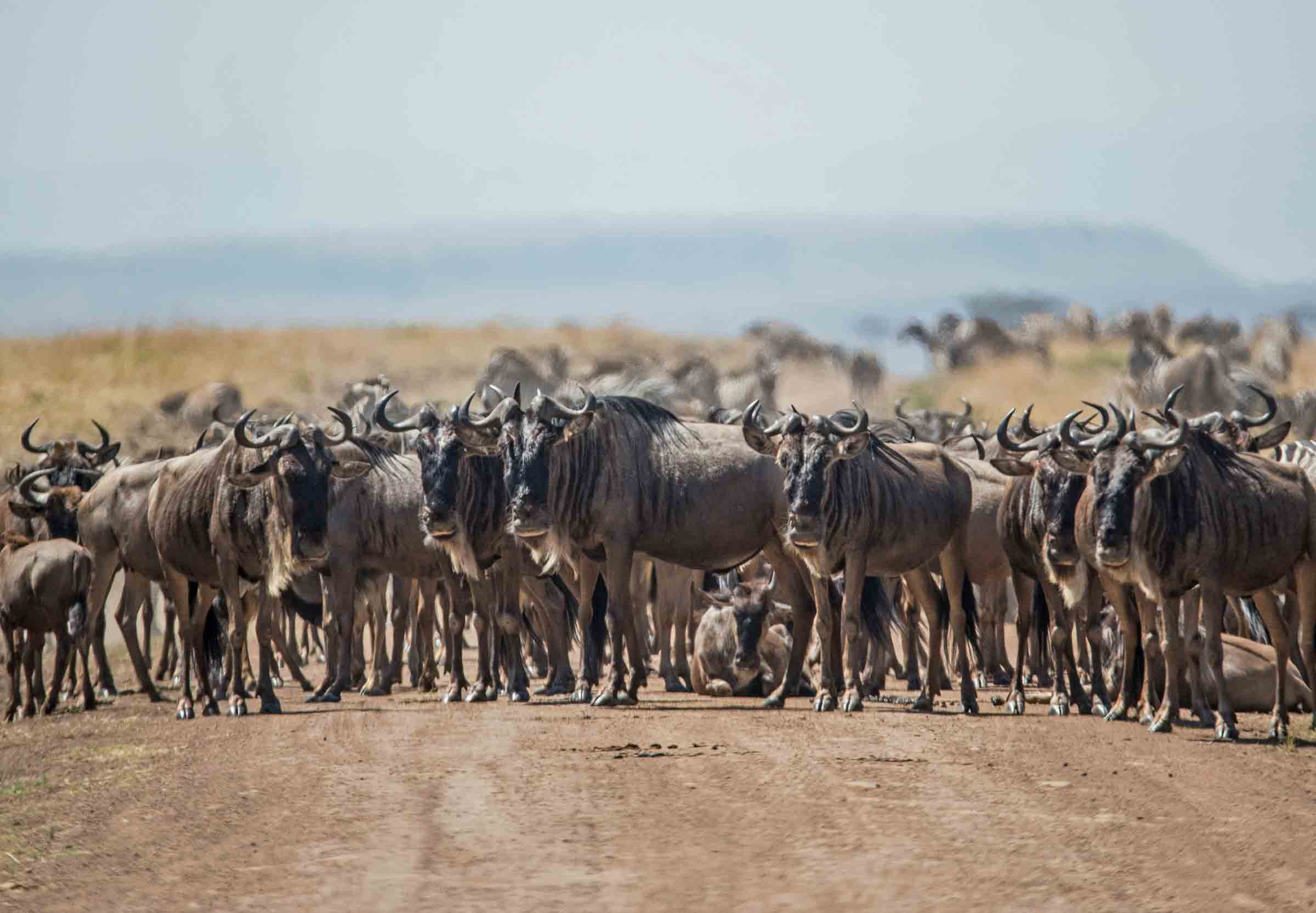 Where to see wildebeests