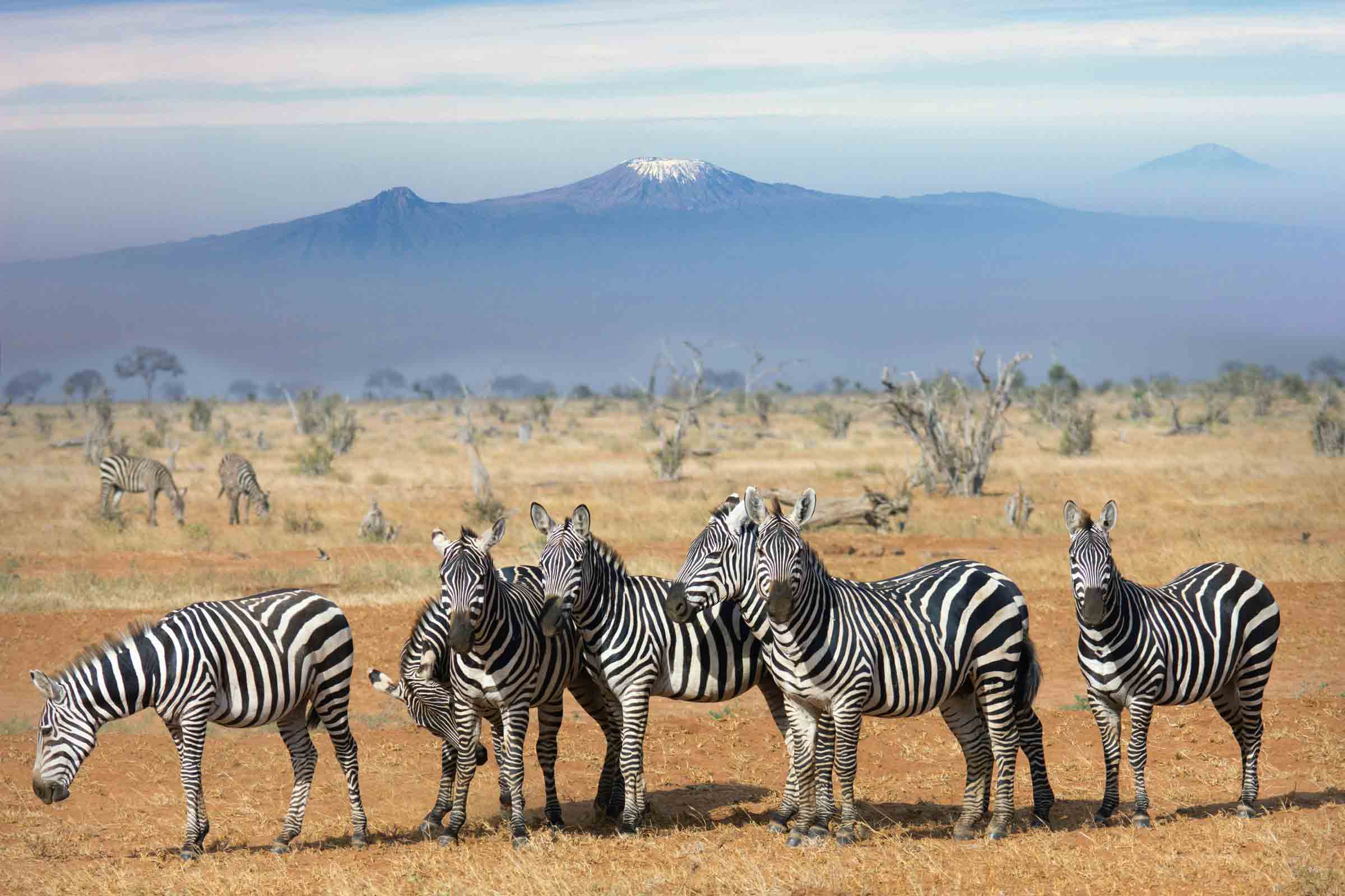 Where to see zebras