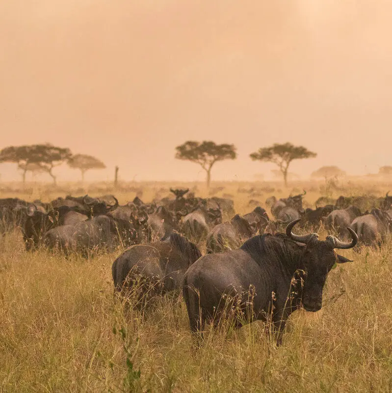 Serengeti National Park