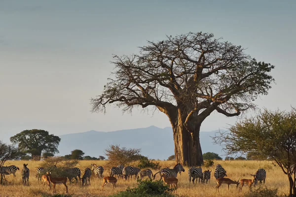 Tarangire National Park