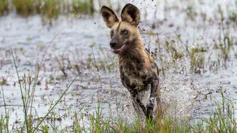 wild dog