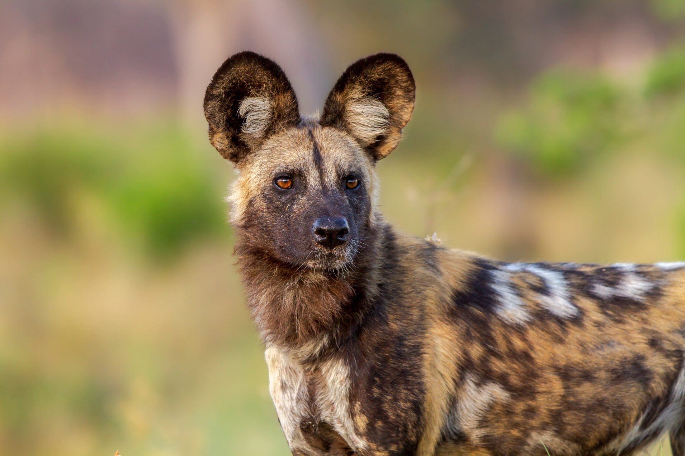 wild dog