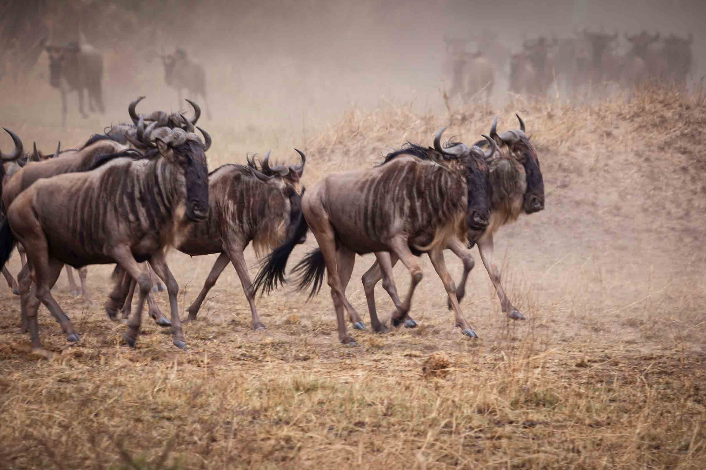 wildebeest