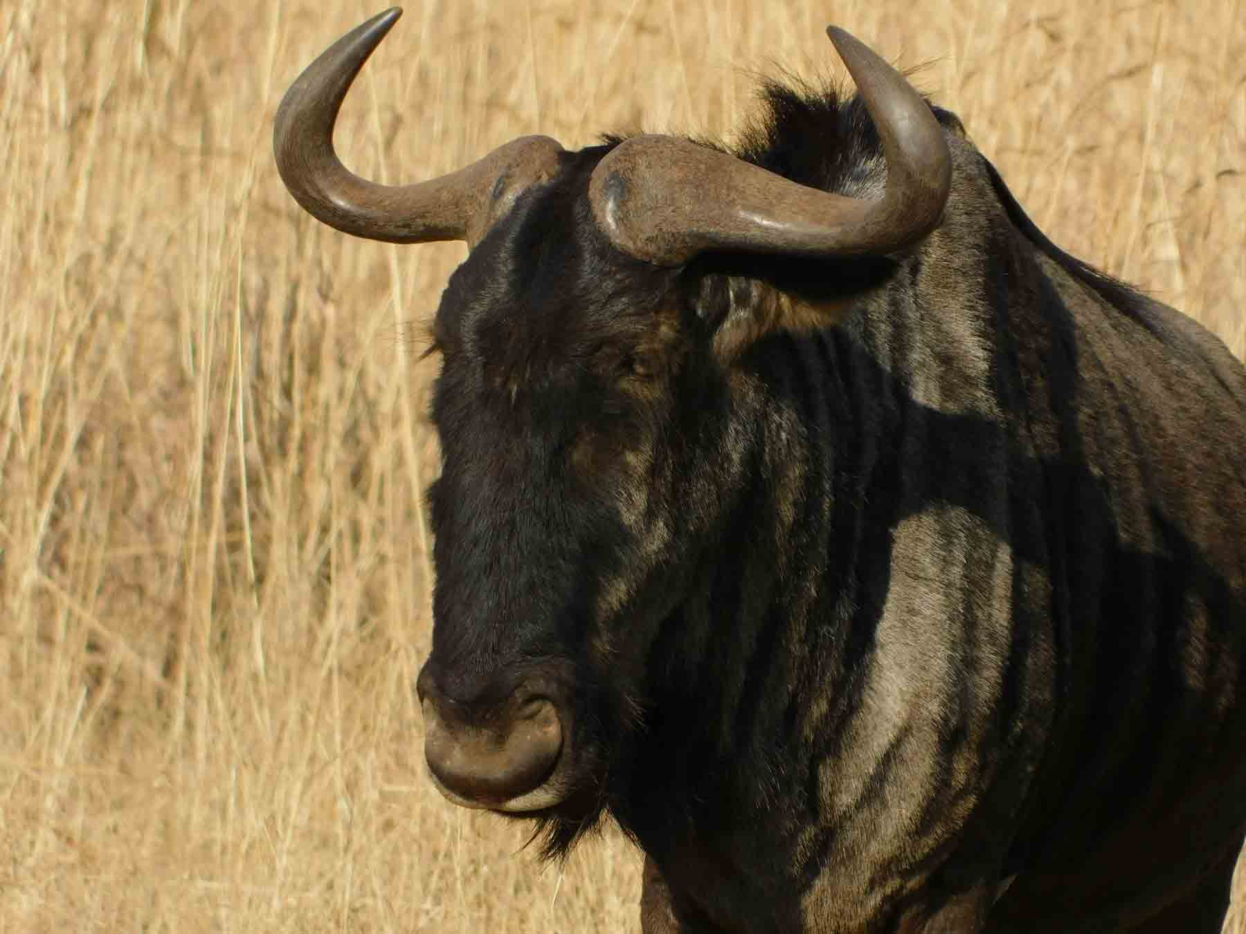 wildebeest