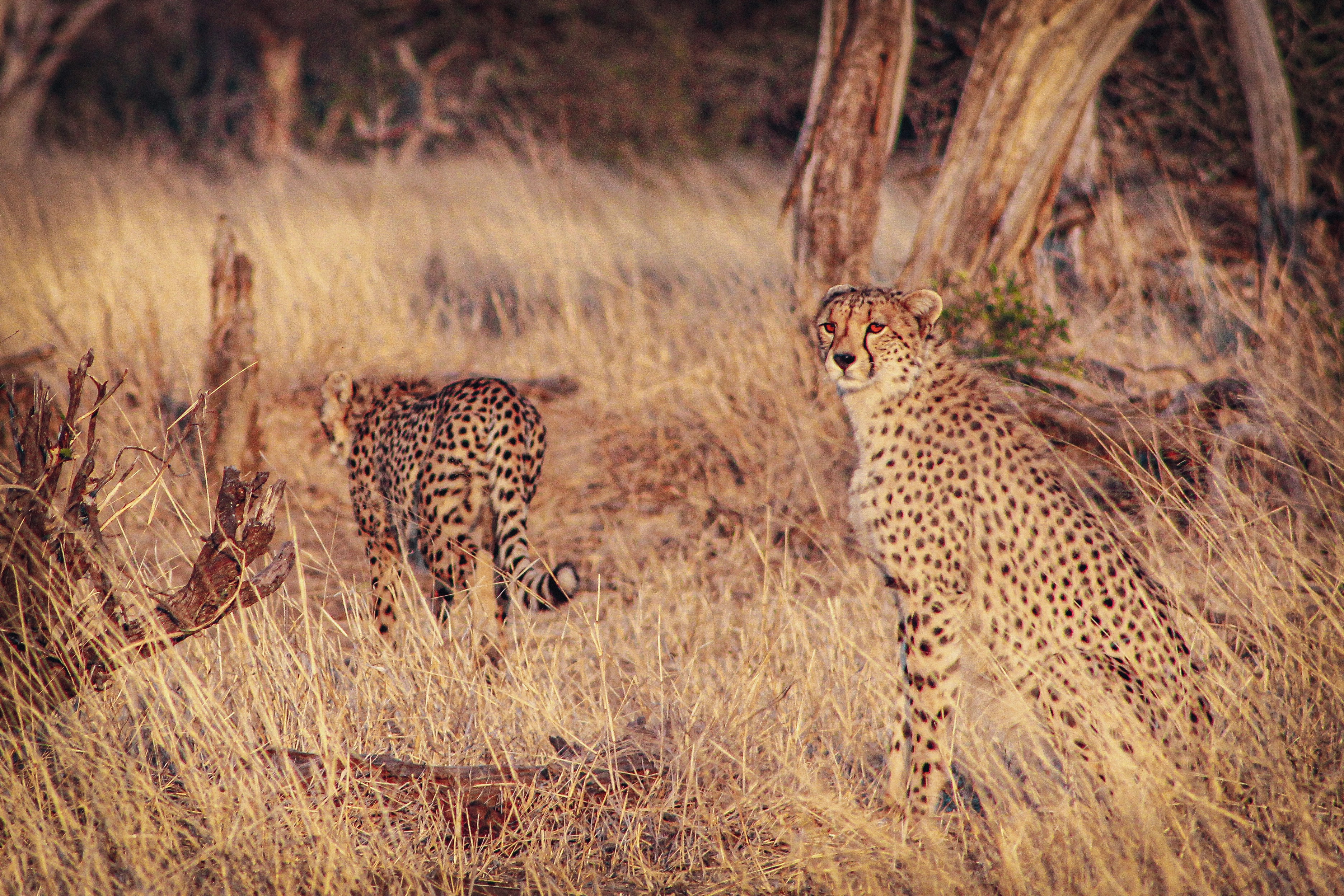 Wildlife in Tanzania