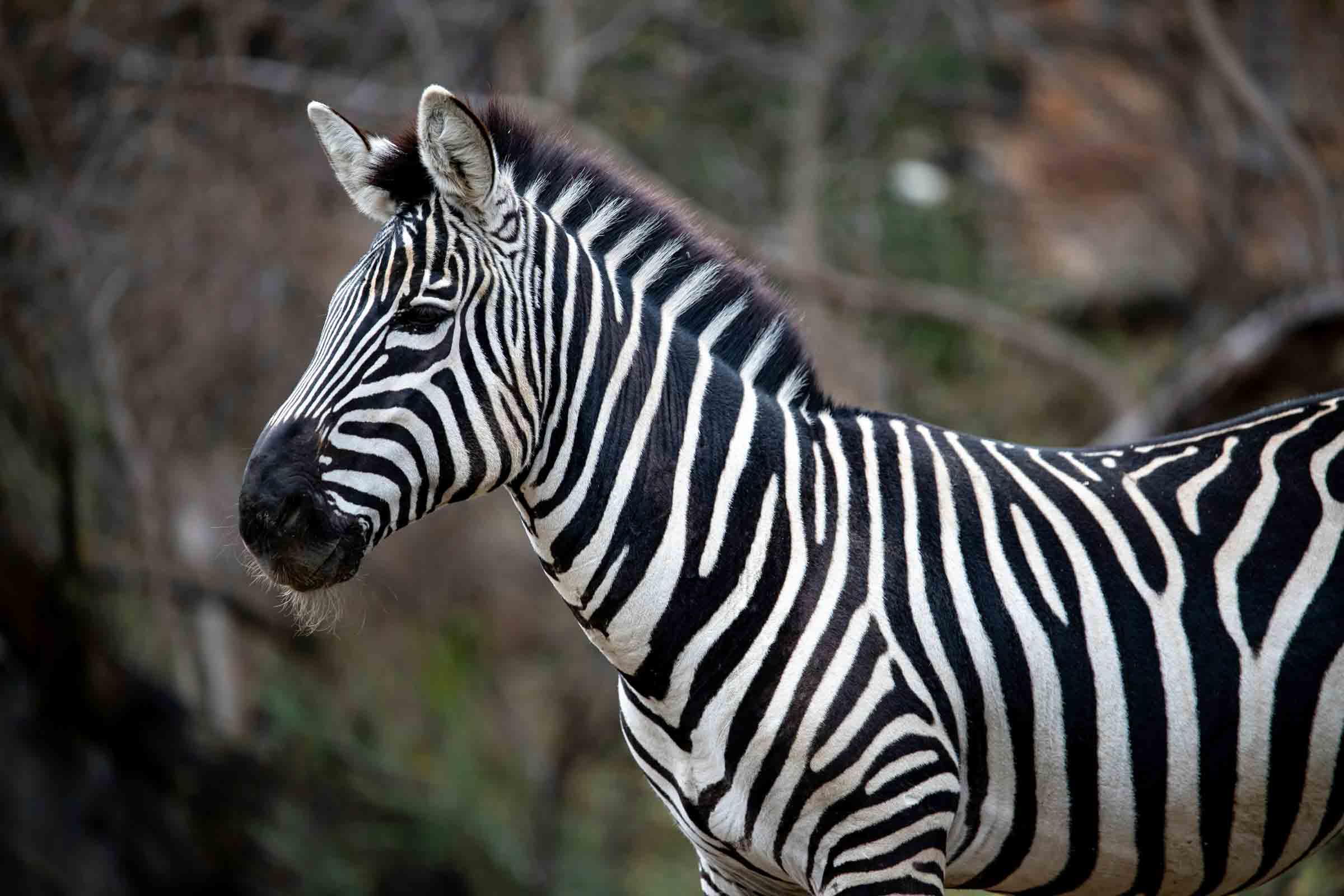 zebra